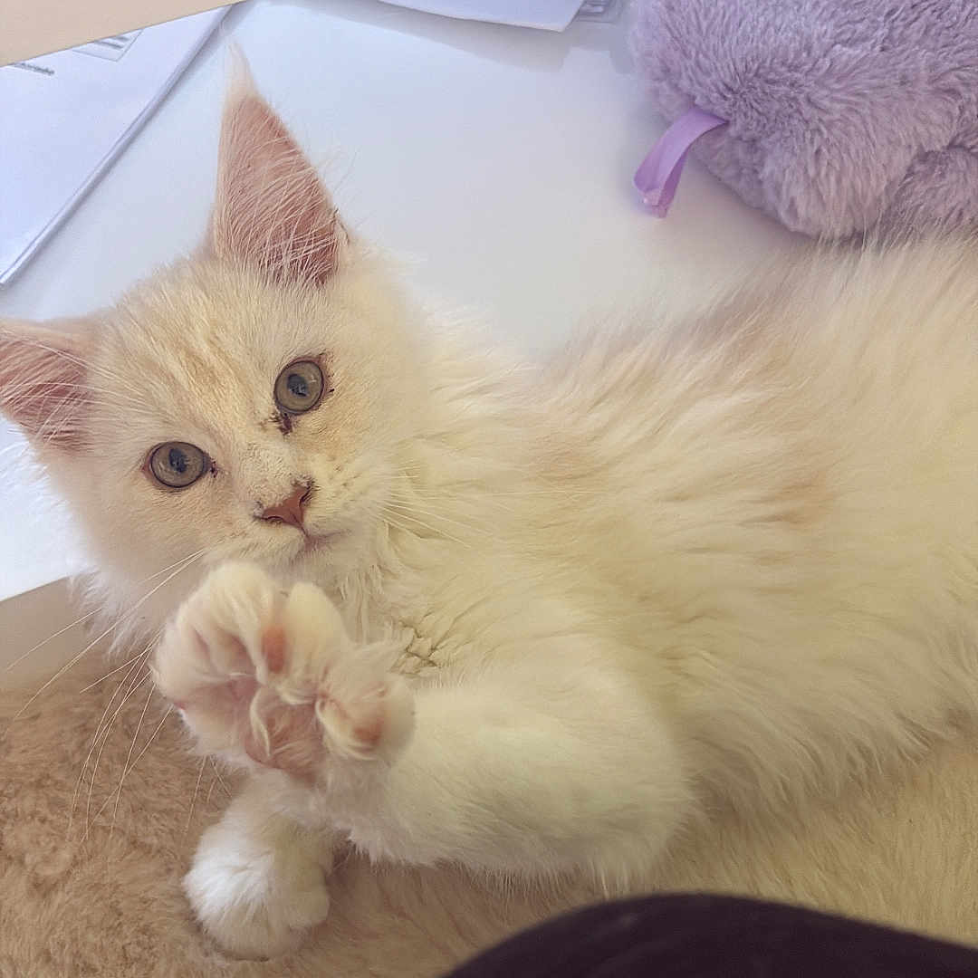 Bella
