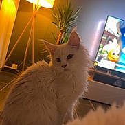 Bella a rejoint le concours — aidez-le/la à gagner de superbes lots ! cat, white_cat, fluffy, indoor, lamp, floor_lamp, plant, television, animated_show, living_room, cozy, furniture, curious, pet, animal, fur, home, warm_lighting, yellow_light, sitting