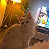 cat, white_cat, fluffy, indoor, lamp, floor_lamp, plant, television, animated_show, living_room, cozy, furniture, curious, pet, animal, fur, home, warm_lighting, yellow_light, sitting