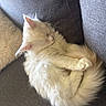 Bella participe au concours pour gagner de l'argent avec cette photo : cat, white_cat, fluffy, sleeping, curled_up, pet, indoor, couch, cozy, fur, relaxed, resting, animal, domestic_animal, cute, feline, whiskers, paws, home, soft