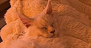 Bella a rejoint le concours — aidez-le/la à gagner de superbes lots ! cat, sleeping, fluffy, white_cat, blanket, cozy, indoor, pet, fur, resting, warm_light, comfort, cute, animal, mammal, relaxation, feline, soft, home, text_overlay