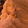 cat, sleeping, fluffy, white_cat, blanket, cozy, indoor, pet, fur, resting, warm_light, comfort, cute, animal, mammal, relaxation, feline, soft, home, text_overlay