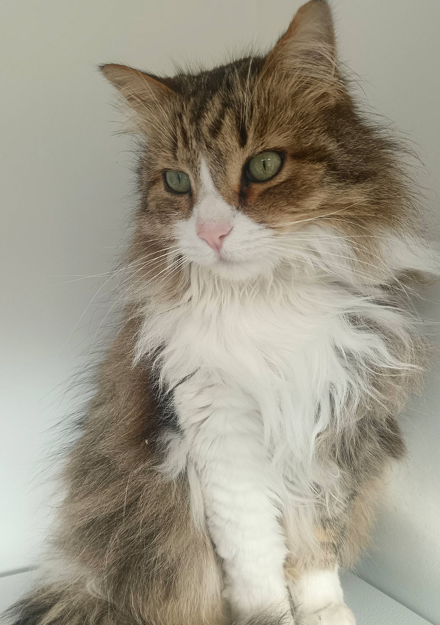 Minou a rejoint le concours — aidez-le/la à gagner de superbes lots ! british_longhair, carnivore, cat, domestic_short_haired_cat, felidae, fur, maine_coon, siberian, small_to_medium_sized_cats, snout, terrestrial_animal, whiskers