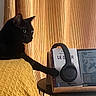 black_cat, cat, yellow_blanket, headphones, book, table, curtain, indoor, pet, furniture, cozy, paw, resting, side_view, domestic_animal, warm_lighting, relaxation, textured, modern, still_life