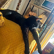 Ursula a rejoint le concours — aidez-le/la à gagner de superbes lots ! black_cat, cat, animal, pet, indoor, furniture, blanket, yellow, wicker_basket, decor, flowers, technology, tablet, shelf, relaxing, stretching, cozy, home, window, sunlight