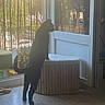 Ursula a rejoint le concours — aidez-le/la à gagner de superbes lots ! cat, black_cat, indoor, standing, curious, glass_door, sunlight, furniture, stool, cushion, floor, tile_floor, plant, garden_view, window, door, pet, animal, home, daylight