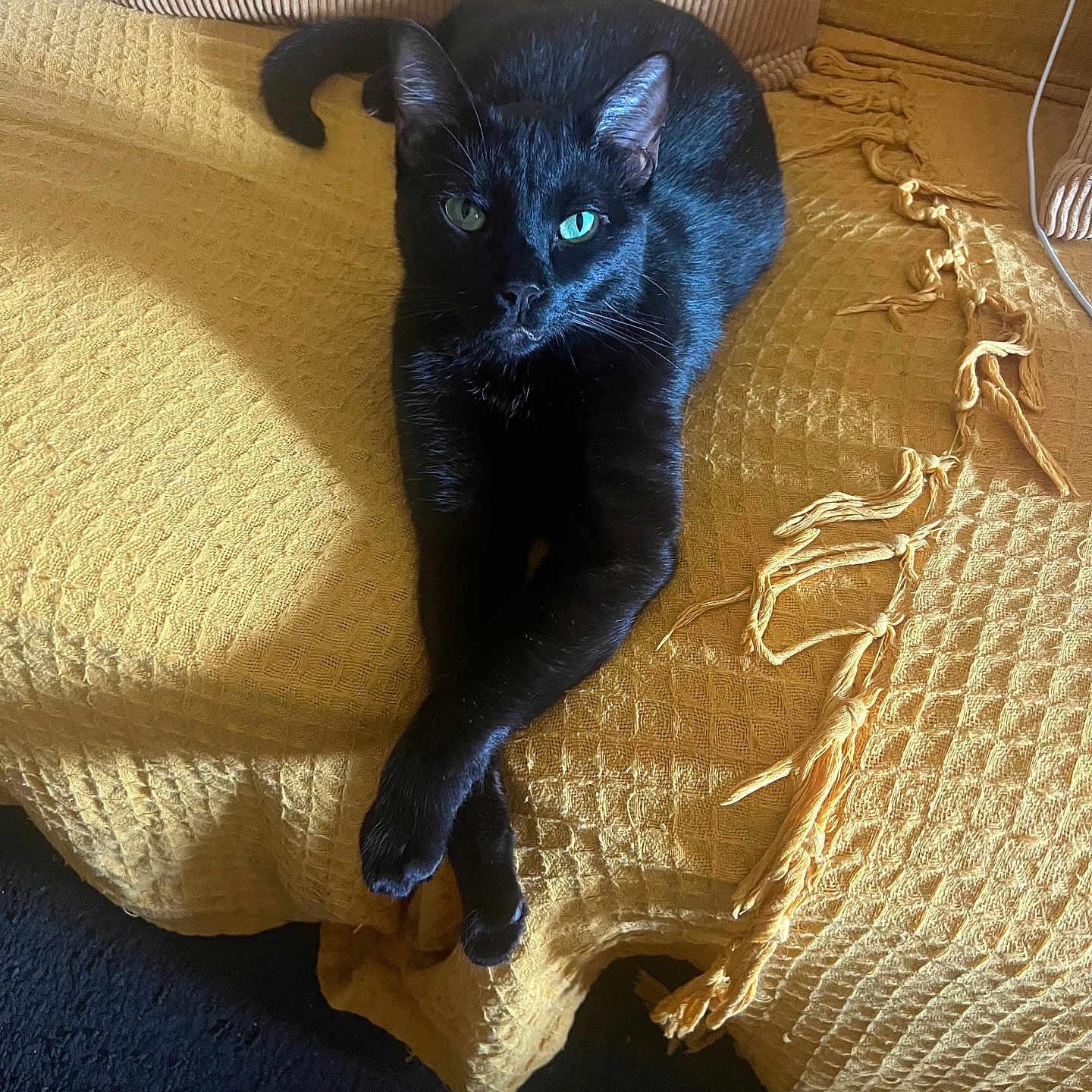 Ursula participe au concours pour gagner de l'argent avec cette photo : black_cat, cat, pet, feline, animal, green_eyes, lounging, couch, yellow_couch_cover, textured_fabric, indoor, domestic_cat, resting, crossed_paws, sunlight, shadow, cozy, home_interior, relaxed, portrait