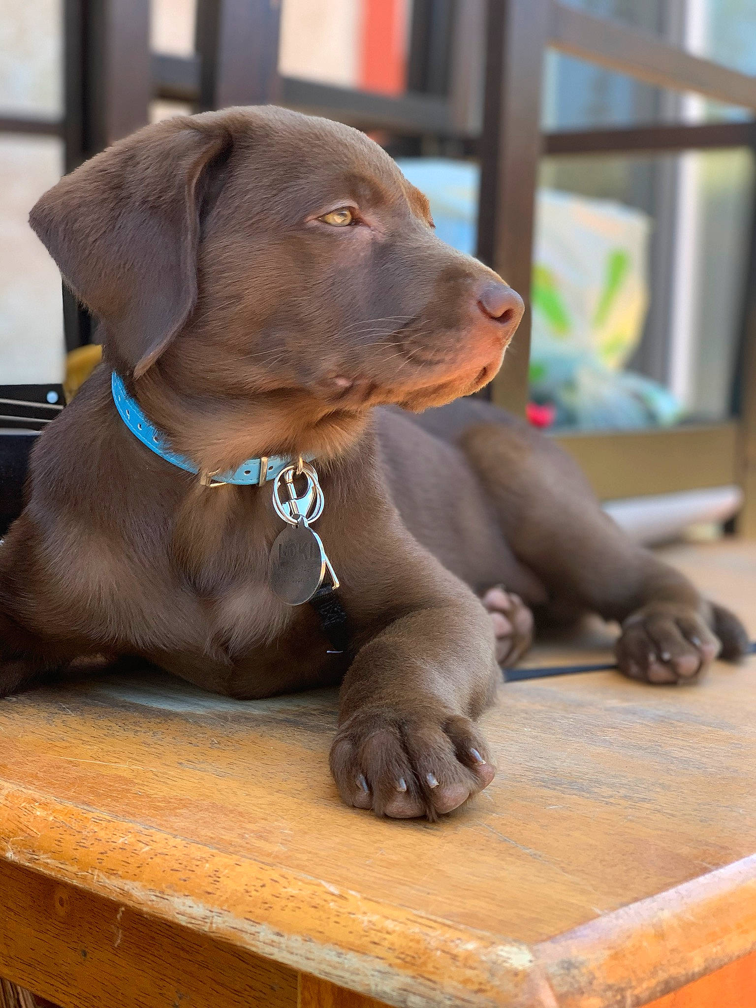 Loki is registered to the contest to win money with this photo: beagador, canidae, carnivore, companion_dog, dog, dog_breed, fawn, labrador_retriever, liver, mammal, pointing_breed, puppy, retriever, snout, sporting_group, vertebrate, weimaraner