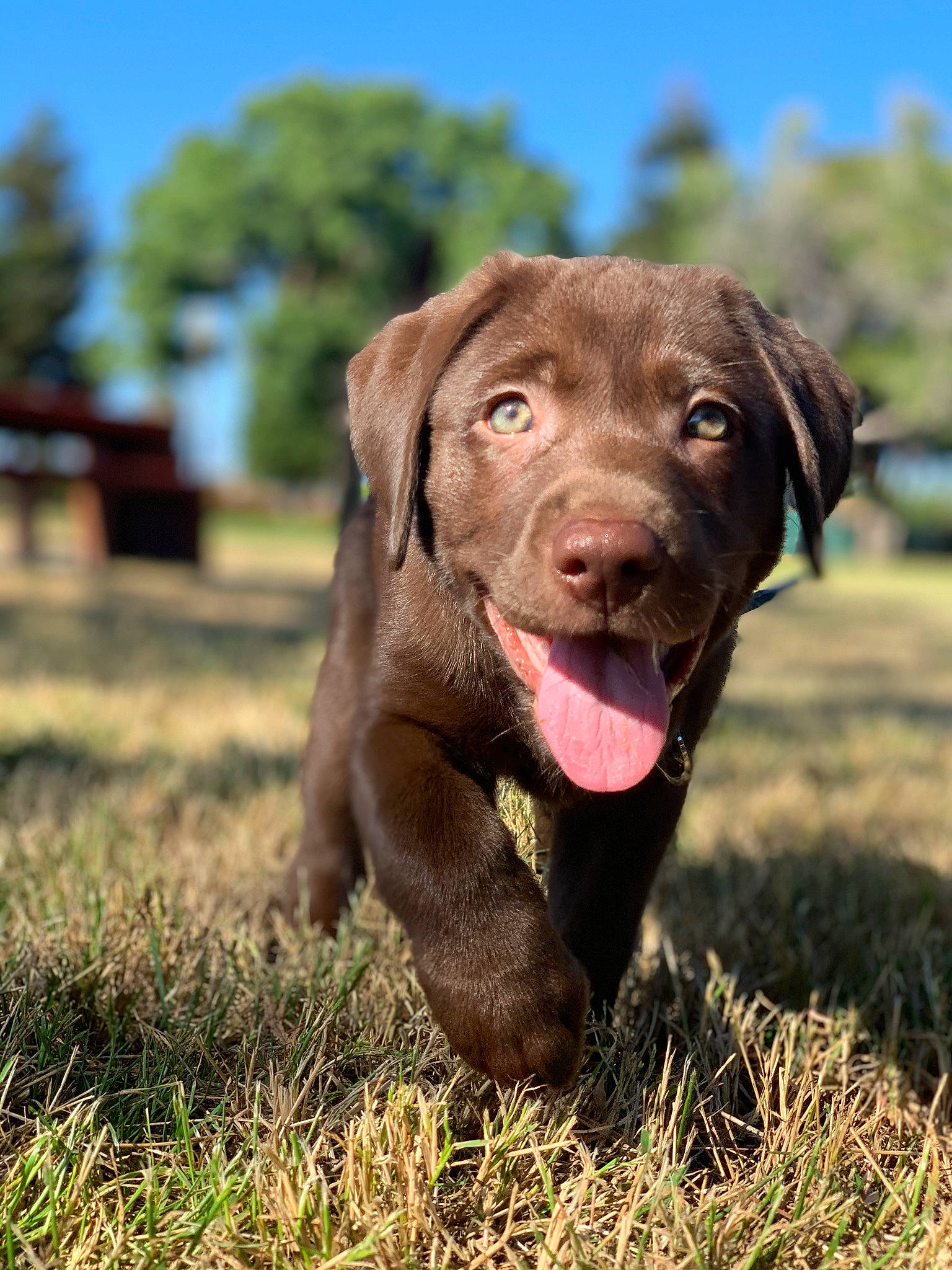 Loki joined the competition — help win amazing prizes! beagador, borador, canidae, carnivore, chesapeake_bay_retriever, dog, dog_breed, flat_coated_retriever, hunting_dog, labrador_retriever, liver, mammal, pointing_breed, puppy, retriever, snout, sporting_group, vertebrate