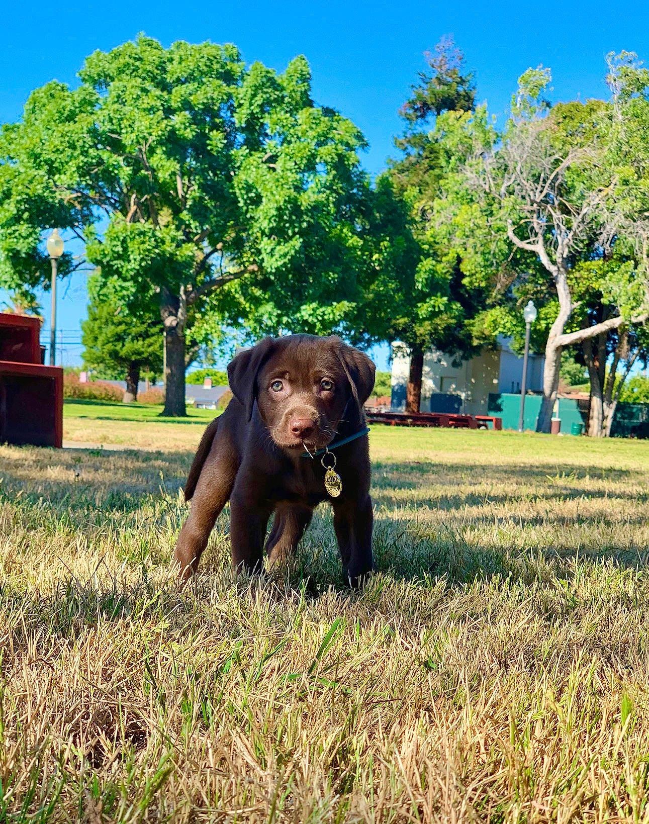 Loki is registered to the contest to win money with this photo: canidae, carnivore, companion_dog, dog, dog_breed, grass, hunting_dog, labrador_retriever, mammal, plant, puppy, retriever, sporting_group, tree, vertebrate