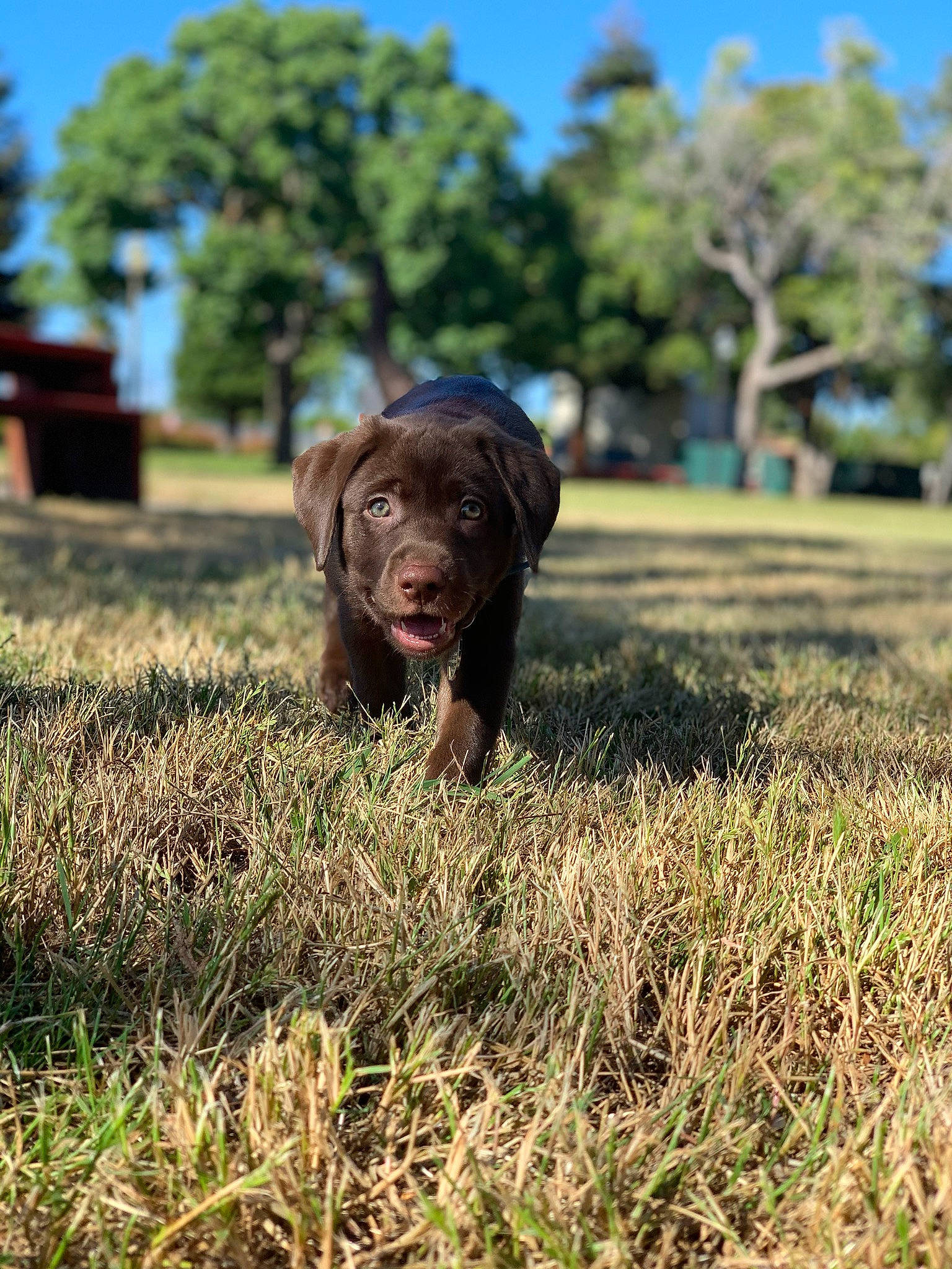 Loki joined the competition — help win amazing prizes! canidae, carnivore, chesapeake_bay_retriever, dog, dog_breed, grass, gun_dog, hunting_dog, labrador_retriever, liver, mammal, pointing_breed, puppy, retriever, snout, sporting_group, vertebrate