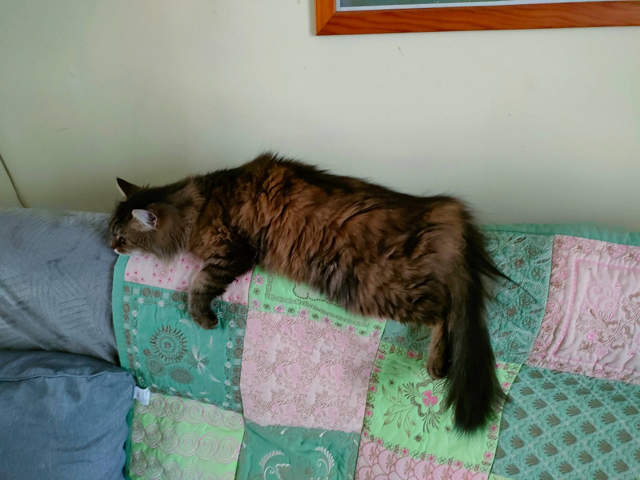 Flora a rejoint le concours — aidez-le/la à gagner de superbes lots ! black_cat, british_longhair, carnivore, cat, claw, comfort, domestic_short_haired_cat, fawn, felidae, fur, linens, liver, nap, pattern, room, small_to_medium_sized_cats, tail, terrestrial_animal, textile, whiskers