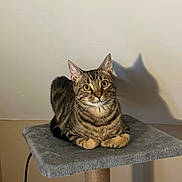 Taco joined the competition — help win amazing prizes! cat, tabby, pet, animal, indoor, feline, cat_tree, shadow, curious, yellow_eyes, whiskers, ears, paws, fur, domestic, resting, looking, gray, wall, cozy