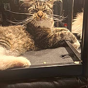 Voyou participe au concours pour gagner de l'argent avec cette photo : cat, tabby, whiskers, fur, ears, relaxed, indoor, lounging, metal_bars, black_surface, pet, sleepy, mischievous, close_up, feline, cozy, animal, domestic, long_hair, resting