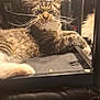 cat, tabby, whiskers, fur, ears, relaxed, indoor, lounging, metal_bars, black_surface, pet, sleepy, mischievous, close_up, feline, cozy, animal, domestic, long_hair, resting