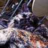 cat, tortoiseshell, sleeping, tongue_out, close_up, feline, pet, indoor, cushion, texture, fur, relaxed, resting, animal, whiskers, ears, home, comfort, napping, cozy