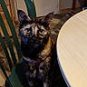 cat, tortoiseshell, chair, green_chair, table, indoor, kitchen, floor_tiles, pet, animal, feline, looking, sitting, domestic, curious, home, furniture, quiet, companion, waiting