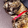 cat, tortoiseshell, sleeping, collar, red_collar, couch, furniture, close_up, domestic_animal, pet, resting, fur, whiskers, indoors, cozy, relaxation, texture, animal, mammal, companion