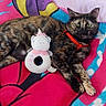 cat, tortoiseshell, plush_toy, unicorn, bedspread, colorful, red_collar, feline, pet, indoor, resting, looking, cozy, animal, cute, soft_toy, mammal, relaxed, lying_down, domestic_cat