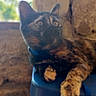 cat, tortoiseshell_cat, pet, animal, indoor, blue_container, stone_wall, window, natural_light, feline, curious, relaxed, domestic_cat, whiskers, ears, paw, collar, resting, fur, side_view