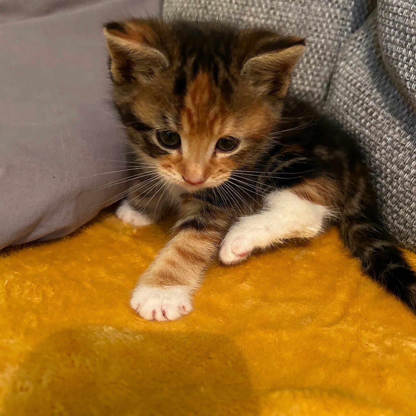 Dolores joined the competition — help win amazing prizes! abyssinian, animal, blanket, cat, couch, cushion, furniture, homedecor, kitten, manx, person, pet, sleeping