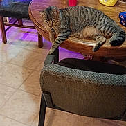 Skittles is registered to the contest to win money with this photo: cat, tabby_cat, table, chair, aquarium, red_cup, bottle, indoor, floor, wooden_table, furniture, pet, animal, relaxed, household, clutter, purple_light, tile_floor, domestic, lazy