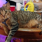Skittles is registered to the contest to win money with this photo: animal, cat, chair, curious, domestic_cat, feline, floor, food_container, furniture, harness, household_items, indoor, living_room, pet, purple_light, red_cup, relaxed, tabby_cat, table, wooden_table