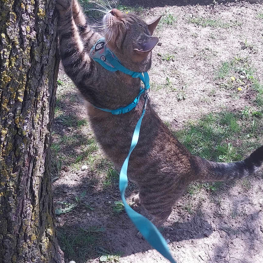 Skittles is registered to the contest to win money with this photo: accessories, animal, backyard, cat, face, grass, head, kitten, leash, nature, outdoors, path, person, pet, plant, soil, strap, tree, vegetation, yard