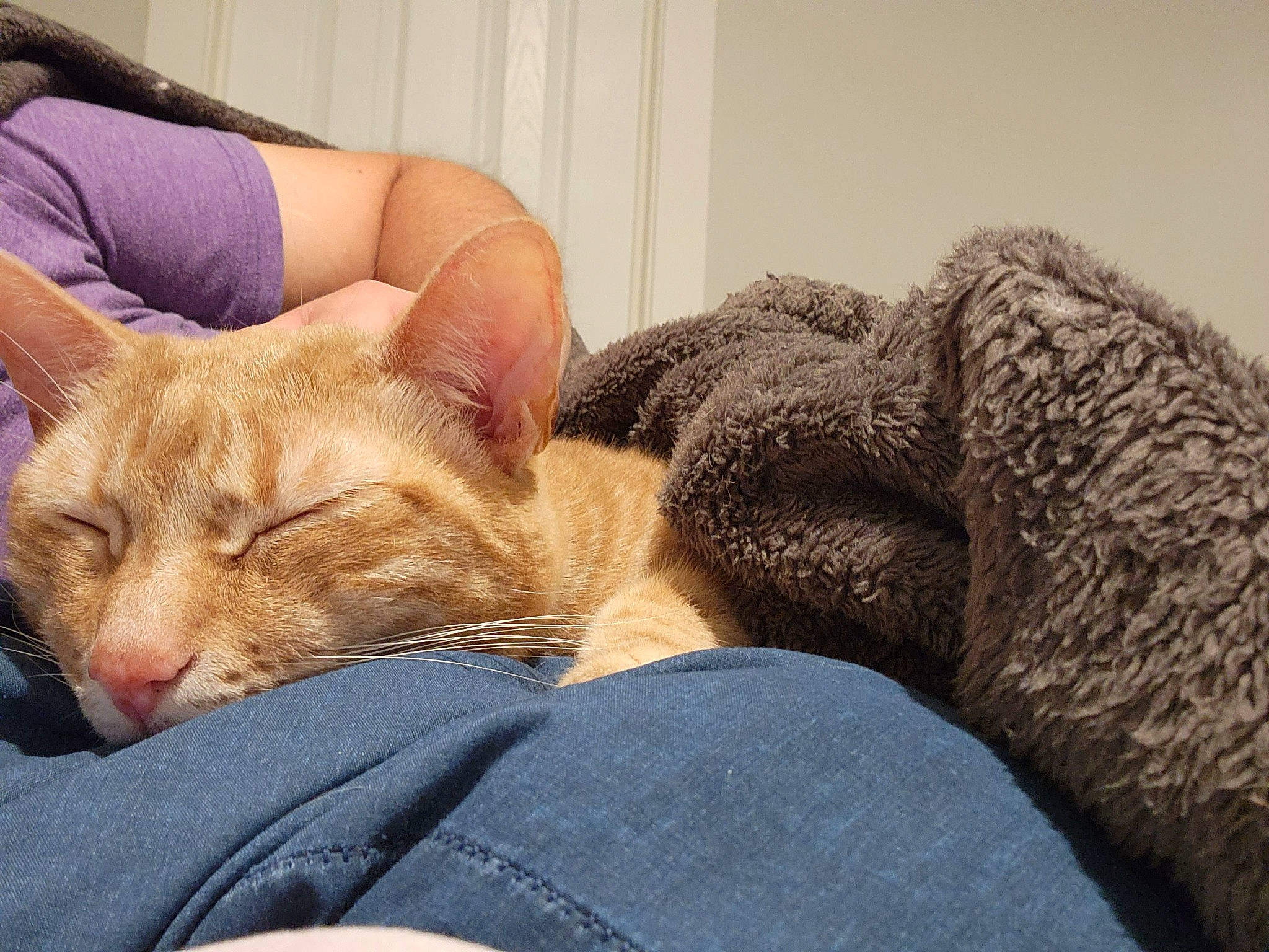 Morty joined the competition — help win amazing prizes! bed, carnivore, cat, claw, comfort, couch, domestic_short_haired_cat, ear, fawn, felidae, fur, gesture, human_leg, lap, nail, paw, small_to_medium_sized_cats, snout, tail, whiskers