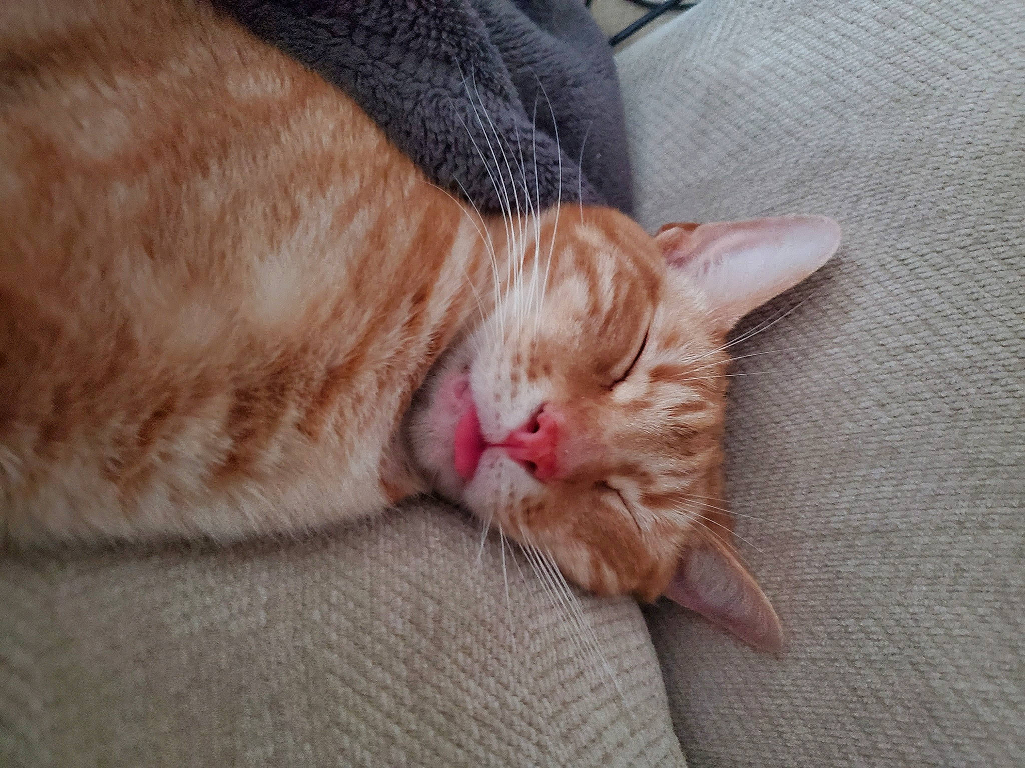 Morty joined the competition — help win amazing prizes! carnivore, cat, claw, comfort, domestic_short_haired_cat, fawn, felidae, foot, fur, gesture, human_leg, nail, nap, paw, sleep, small_to_medium_sized_cats, snout, tail, toe, whiskers