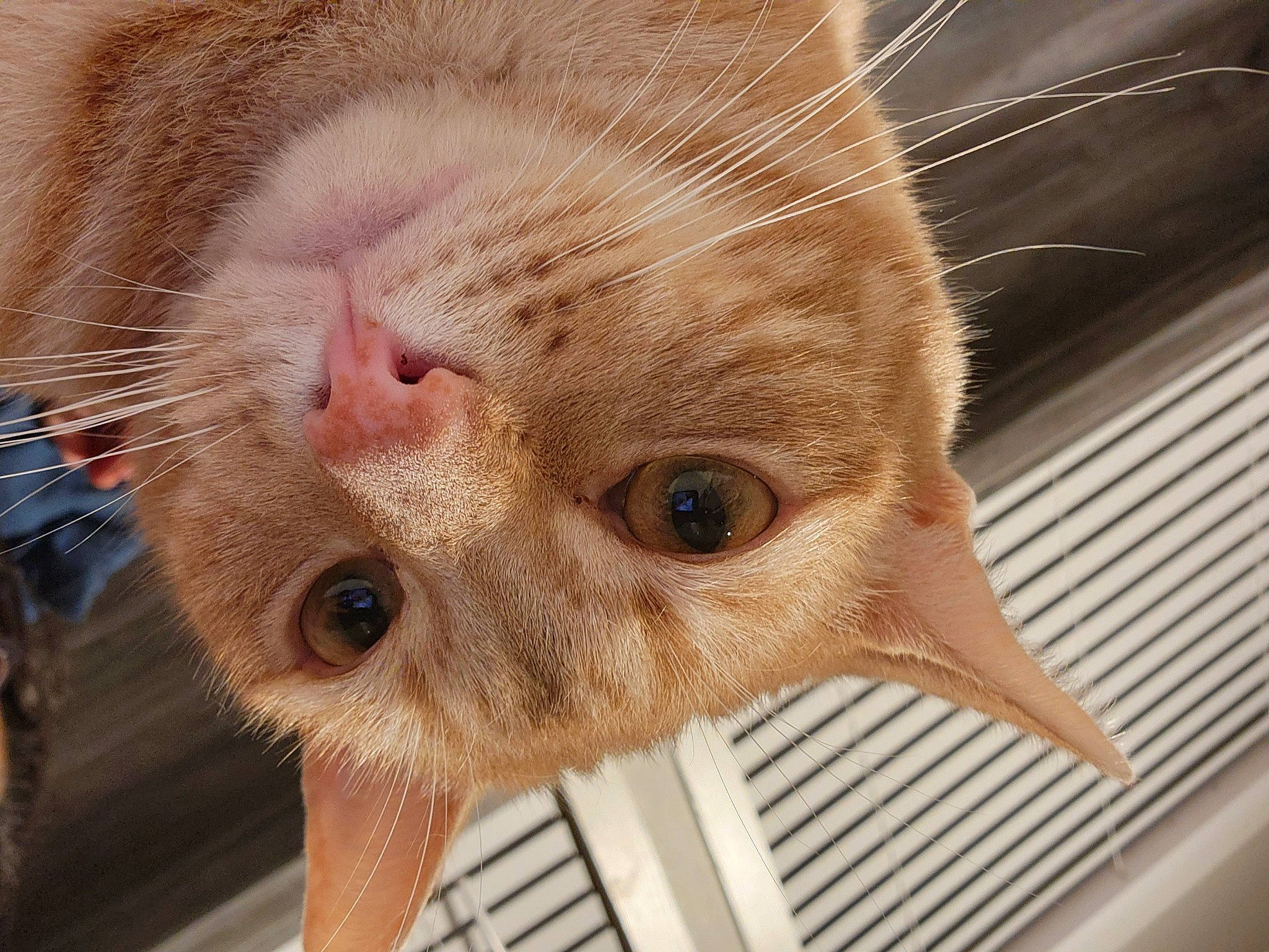 Morty joined the competition — help win amazing prizes! carnivore, cat, claw, domestic_short_haired_cat, eye, eyelash, fawn, felidae, fur, head, paw, small_to_medium_sized_cats, snout, terrestrial_animal, whiskers, wood, wrinkle