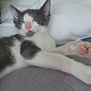 Denji is registered to the contest to win money with this photo: animal_face, cat, close_up, couch, cozy, cute, domestic_animal, gray_fur, indoor, kitten, paws, pet, pink_nose, relaxation, resting, sleeping, soft_texture, whiskers, white_fur, white_pillow