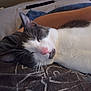 animal, black_and_white, cat, close_up, comfort, companion, couch, cozy, cute, domestic, fur, human_arm, indoor, nap, pet, pink_nose, relaxation, resting, sleeping, whiskers