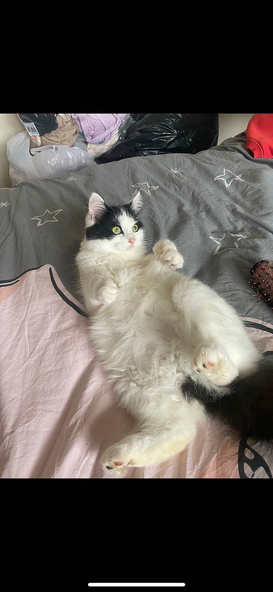 Albie is registered to the contest to win money with this photo: carnivore, cat, comfort, felidae, fur, paw, ragdoll, small_to_medium_sized_cats, tail, whiskers