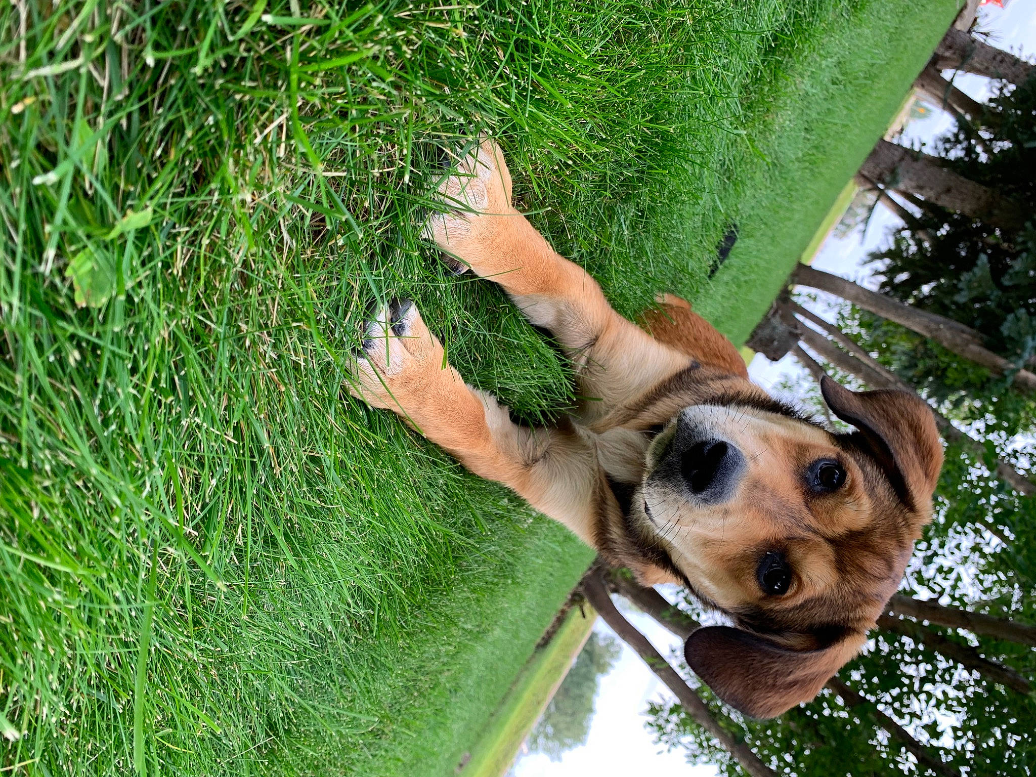 Scarlet is registered to the contest to win money with this photo: botany, canidae, carnivore, companion_dog, dog, dog_breed, fawn, grass, green, groundcover, leisure, plant, snout, sporting_group, terrestrial_animal, tree, trunk, wildlife, wood, working_animal