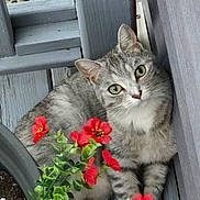 Martha is registered to the contest to win money with this photo: animal, cat, closeup, cozy, curious, flowers, fur, garden, green_leaves, natural_light, nature, outdoor, pet, plant_pot, red_flowers, relaxed, sitting, tabby_cat, whiskers, wooden_planks
