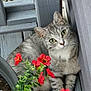 animal, cat, closeup, cozy, curious, flowers, fur, garden, green_leaves, natural_light, nature, outdoor, pet, plant_pot, red_flowers, relaxed, sitting, tabby_cat, whiskers, wooden_planks