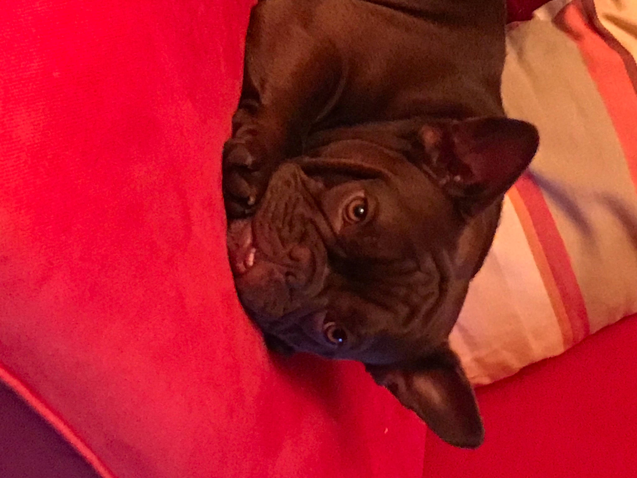 Cookie participe au concours pour gagner de l'argent avec cette photo : boxer, bulldog, canidae, carnivore, companion_dog, dog, dog_breed, fawn, french_bulldog, mammal, mouth, non_sporting_group, old_english_bulldog, pug, puppy, skin, snout, sporting_group, vertebrate, wrinkle