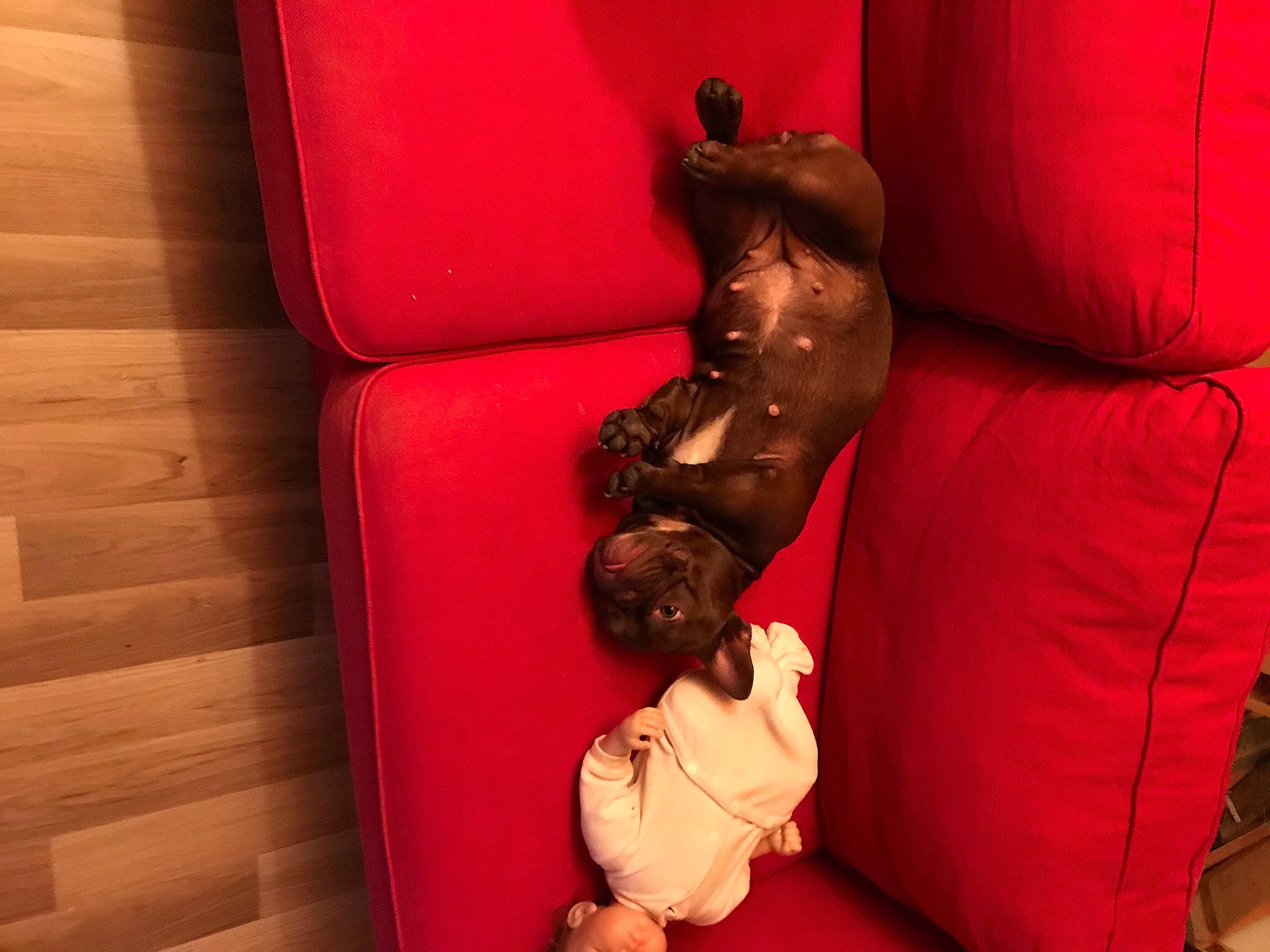 Cookie participe au concours pour gagner de l'argent avec cette photo : canidae, companion_dog, couch, fawn, non_sporting_group, puppy, red, sporting_group