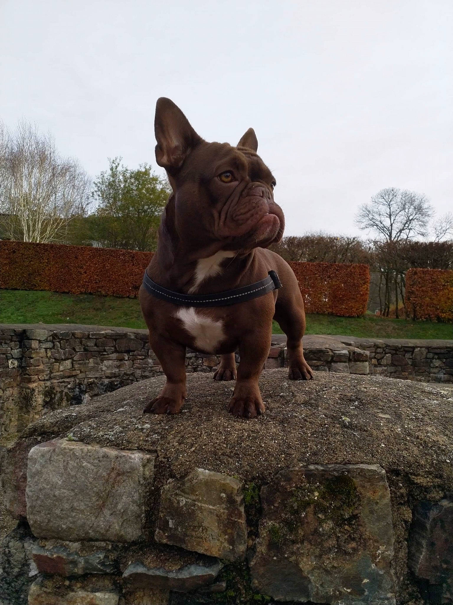 Cookie a rejoint le concours — aidez-le/la à gagner de superbes lots ! brown, bulldog, canidae, carnivore, companion_dog, dog, dog_breed, fawn, french_bulldog, grass, landscape, plant, rock, sky, snout, sporting_group, terrestrial_animal, tree, wood, wrinkle