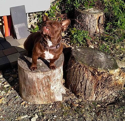 Cookie a rejoint le concours — aidez-le/la à gagner de superbes lots ! canidae, carnivore, cat, fawn, felidae, plant, small_to_medium_sized_cats, tree, tree_stump, trunk, wood