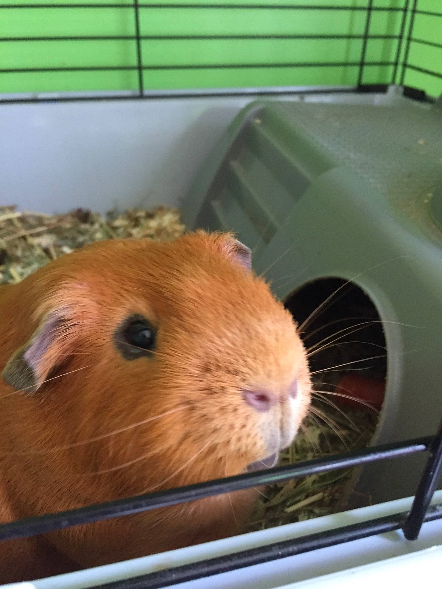 Shanks participe au concours pour gagner de l'argent avec cette photo : animal_shelter, cage, degu, fawn, gerbil, guinea_pig, hamster, mammal, mouse, muridae, muroidea, rodent, snout, vertebrate, whiskers