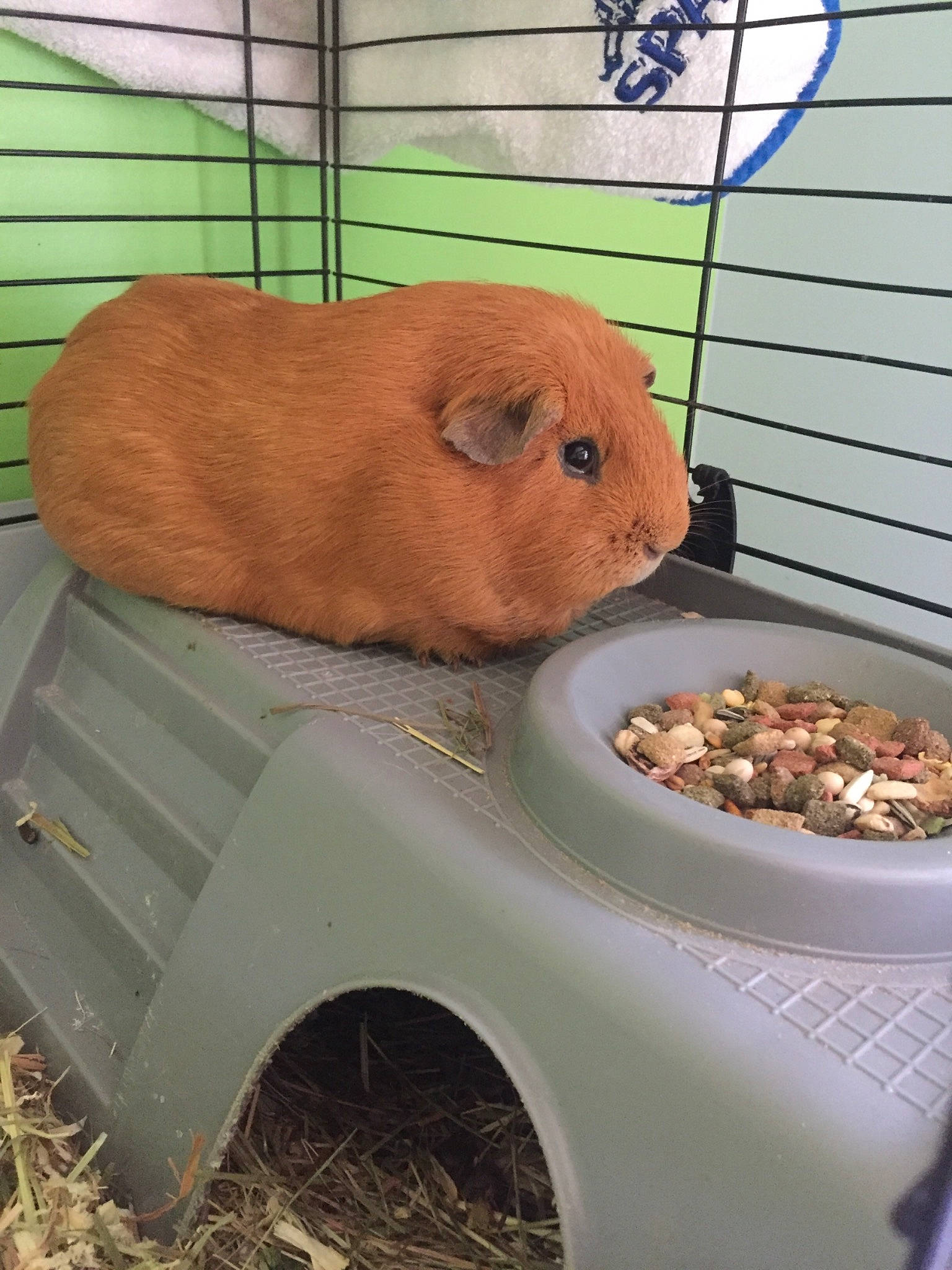 Shanks participe au concours pour gagner de l'argent avec cette photo : animal_shelter, cage, degu, dormouse, fawn, gerbil, guinea_pig, hamster, mammal, muroidea, pet_supply, prairie_dog, rodent, small_animal_food, snout