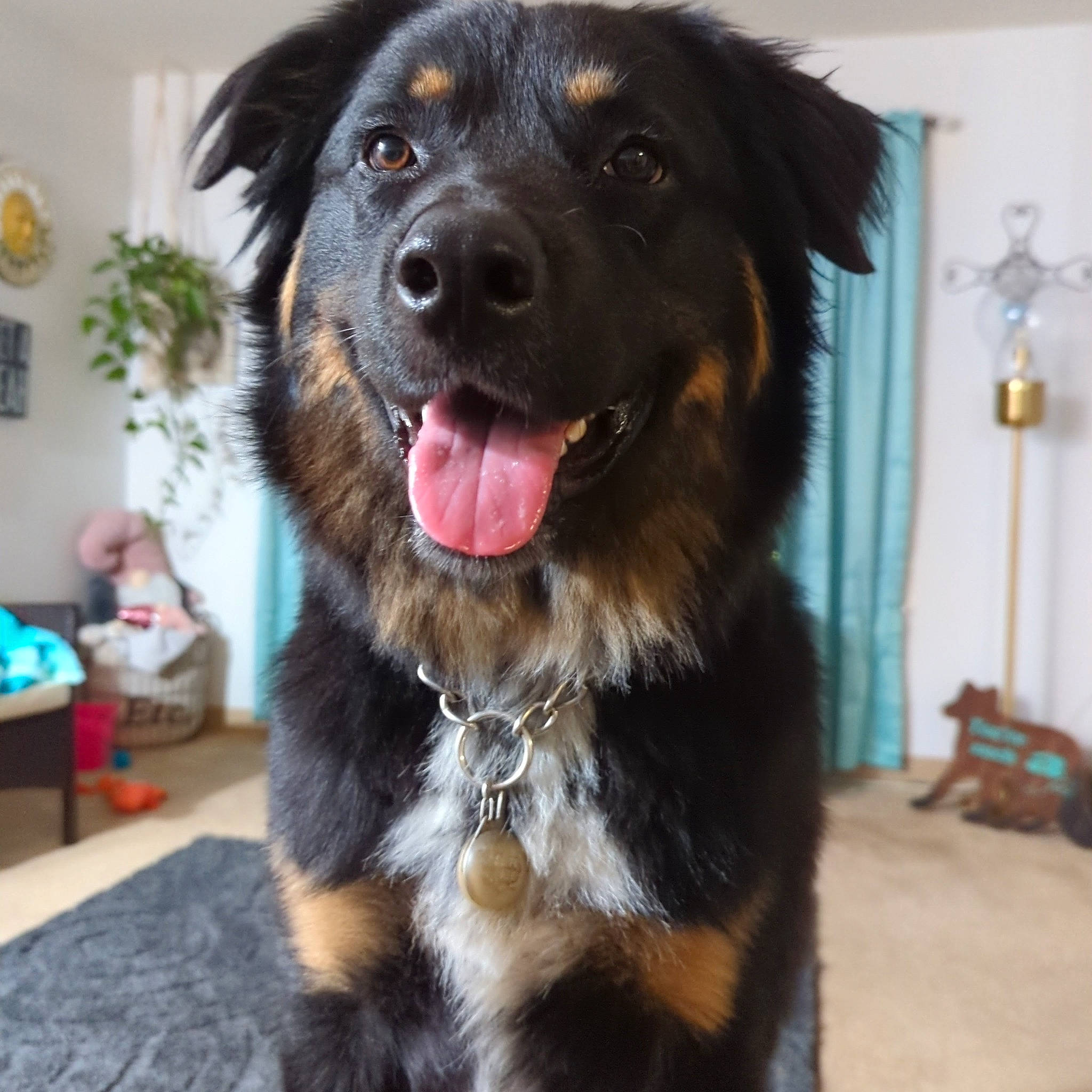 Tug joined the competition — help win amazing prizes! canidae, carnivore, collar, companion_dog, dog, dog_breed, dog_collar, fur, gaddi_kutta, giant_dog_breed, herding_dog, houseplant, jaw, picture_frame, plant, snout, sporting_group, tibetan_mastiff, whiskers, working_animal