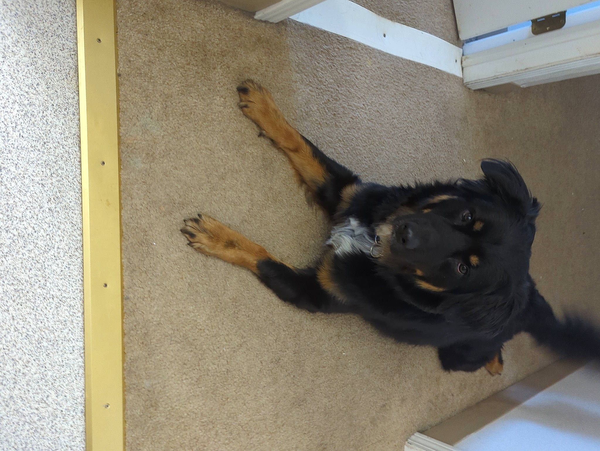 Tug is registered to the contest to win money with this photo: art, canidae, carnivore, companion_dog, concrete, dog, dog_breed, fawn, floor, flooring, fur, hardwood, paw, shadow, sporting_group, tail, terrestrial_animal, tile, wood, working_animal