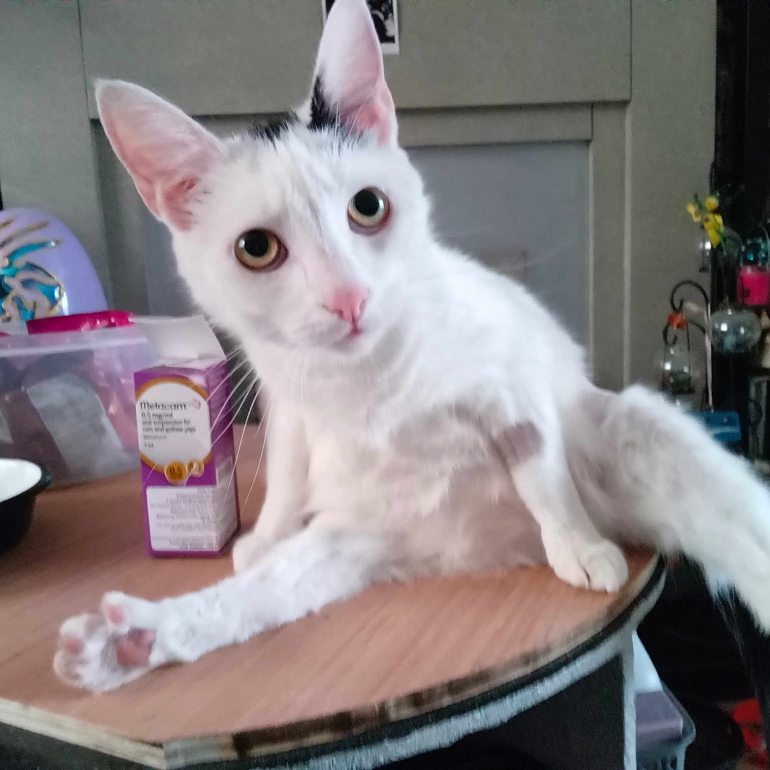 Chelsea is registered to the contest to win money with this photo: bowl, carnivore, cat, cat_supply, cutlery, dishware, domestic_short_haired_cat, felidae, fur, kitchen_utensil, mixing_bowl, paw, plate, platter, serveware, small_to_medium_sized_cats, spoon, tableware, tail, whiskers