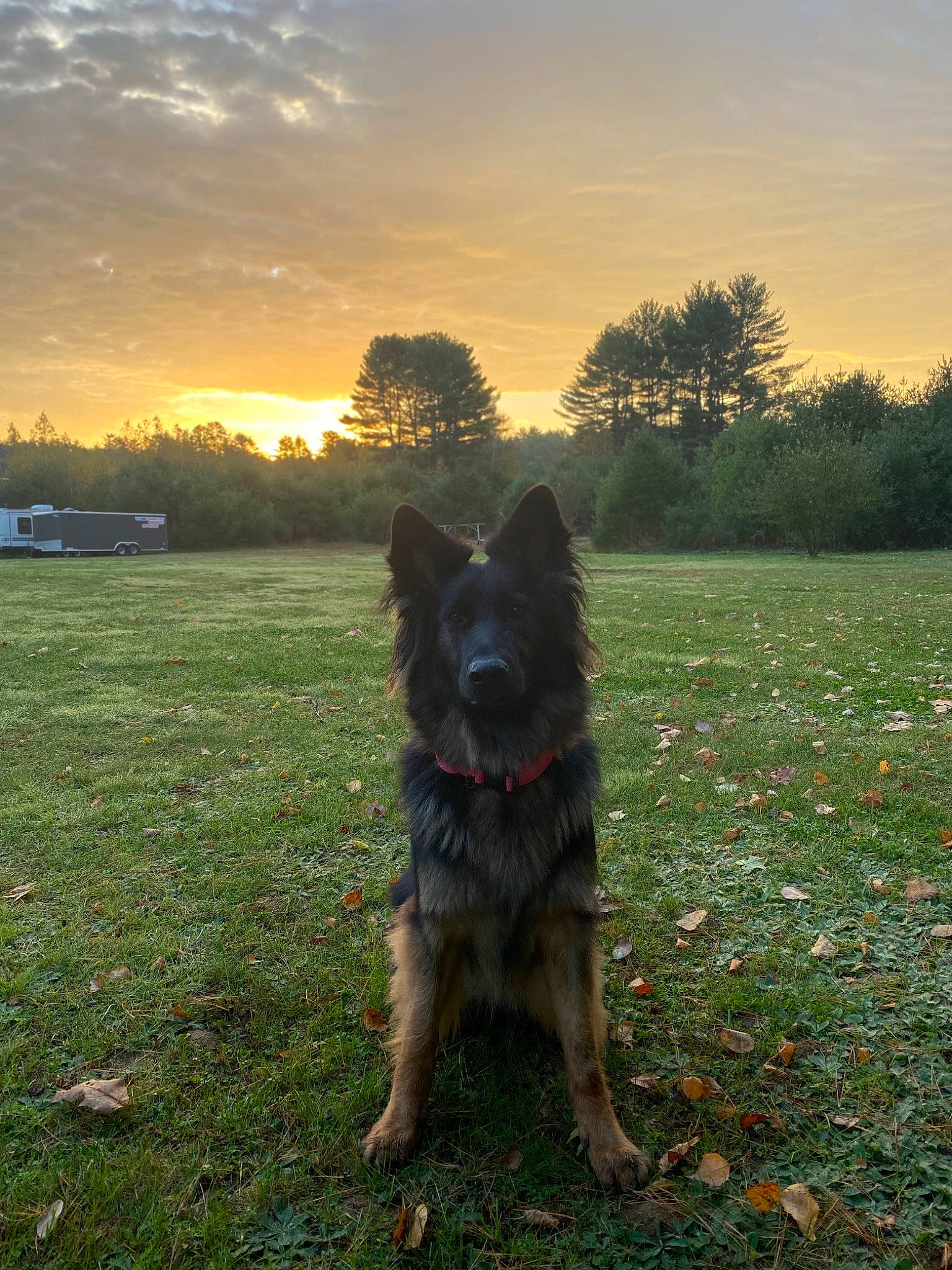 Kaia joined the competition — help win amazing prizes! canidae, carnivore, cloud, companion_dog, dog, dog_breed, evening, fawn, german_shepherd_dog, grass, herding_dog, horizon, landscape, old_german_shepherd_dog, plant, sky, snout, sunset, tail, tree