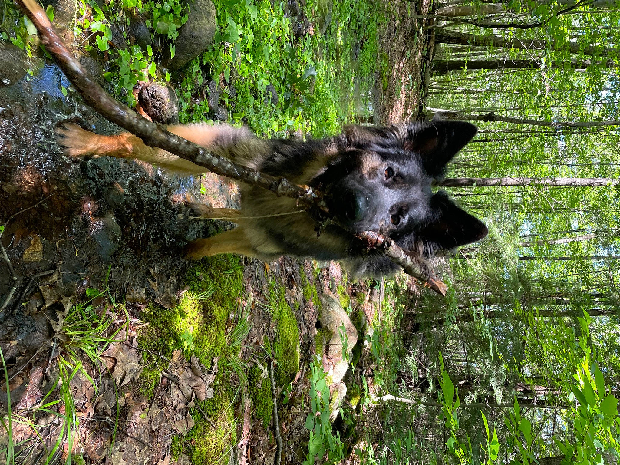 Kaia is registered to the contest to win money with this photo: canidae, fawn, forest, giraffe, giraffidae, grass, jungle, natural_landscape, plant, plant_community, snout, temperate_broadleaf_and_mixed_forest, terrestrial_animal, terrestrial_plant, tree, trunk, twig, wildlife, wood, working_animal