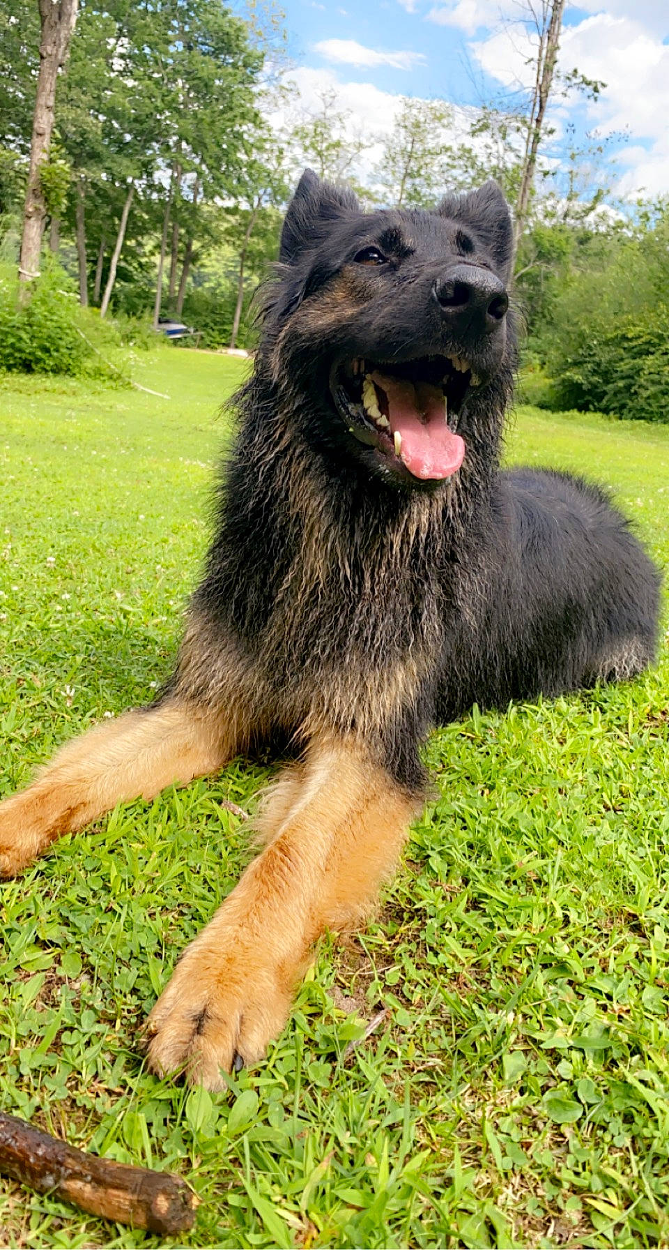 Kaia joined the competition — help win amazing prizes! canidae, carnivore, companion_dog, dog, dog_breed, grass, green, herding_dog, plant, sky, snout, sporting_group, terrestrial_animal, tree, working_animal, working_dog