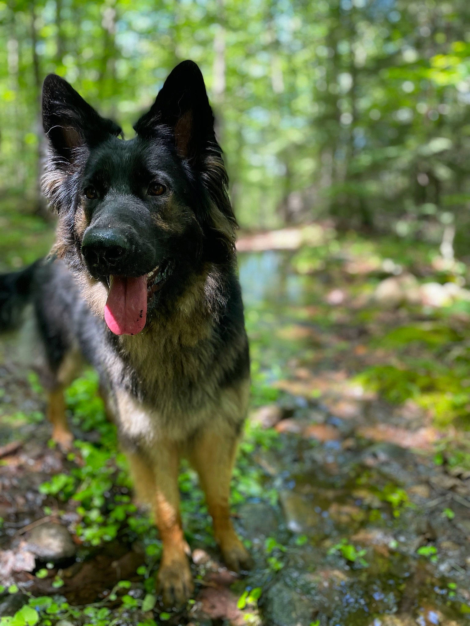 Kaia is registered to the contest to win money with this photo: canidae, canis, carnivore, companion_dog, dog, dog_breed, east_european_shepherd, fawn, german_shepherd_dog, grass, herding_dog, king_shepherd, plant, sporting_group, tail, terrestrial_animal, tree, trunk, working_animal, working_dog